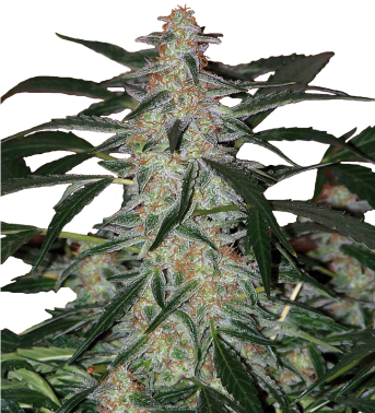 10 UND FEM - DEIMOS (BLISTER) - - BUDDHA SEEDS - SEMILLAS