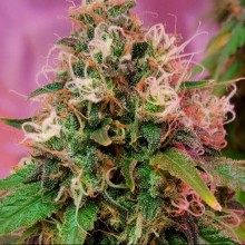 OG KUSH - 5 UNIDADES FEMINIZADAS - CBD CREW - SEMILLAS