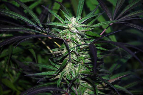MANGO/PEYOTE - 1 UNIDAD FEMINIZADA - CANNABIOGEN - SEMILLAS