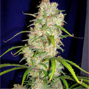 DESTROYER - 1 UNIDAD FEMINIZADA - CANNABIOGEN - SEMILLAS