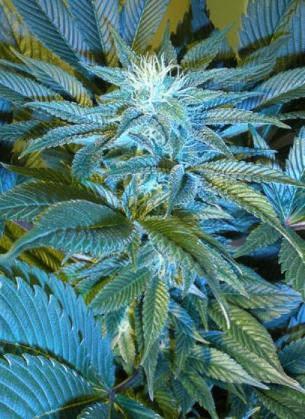 SANDSTORM - 1 UNIDAD FEMINIZADA - CANNABIOGEN - SEMILLAS
