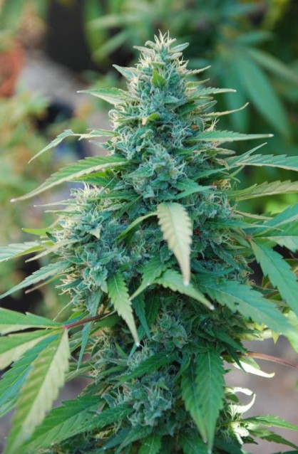 CARIBE - 3 UNIDADES FEMINIZADAS - CANNABIOGEN - SEMILLAS