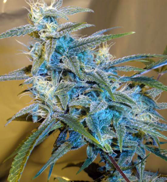 SUGAR LOAF - 3 UNIDADES FEMINIZADAS - CANNABIOGEN - SEMILLAS