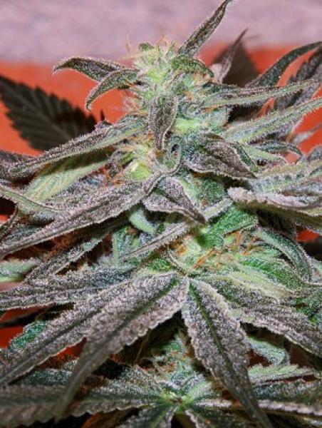 PANAMA DC - 3 UNIDADES FEMINIZADAS - CANNABIOGEN - SEMILLAS