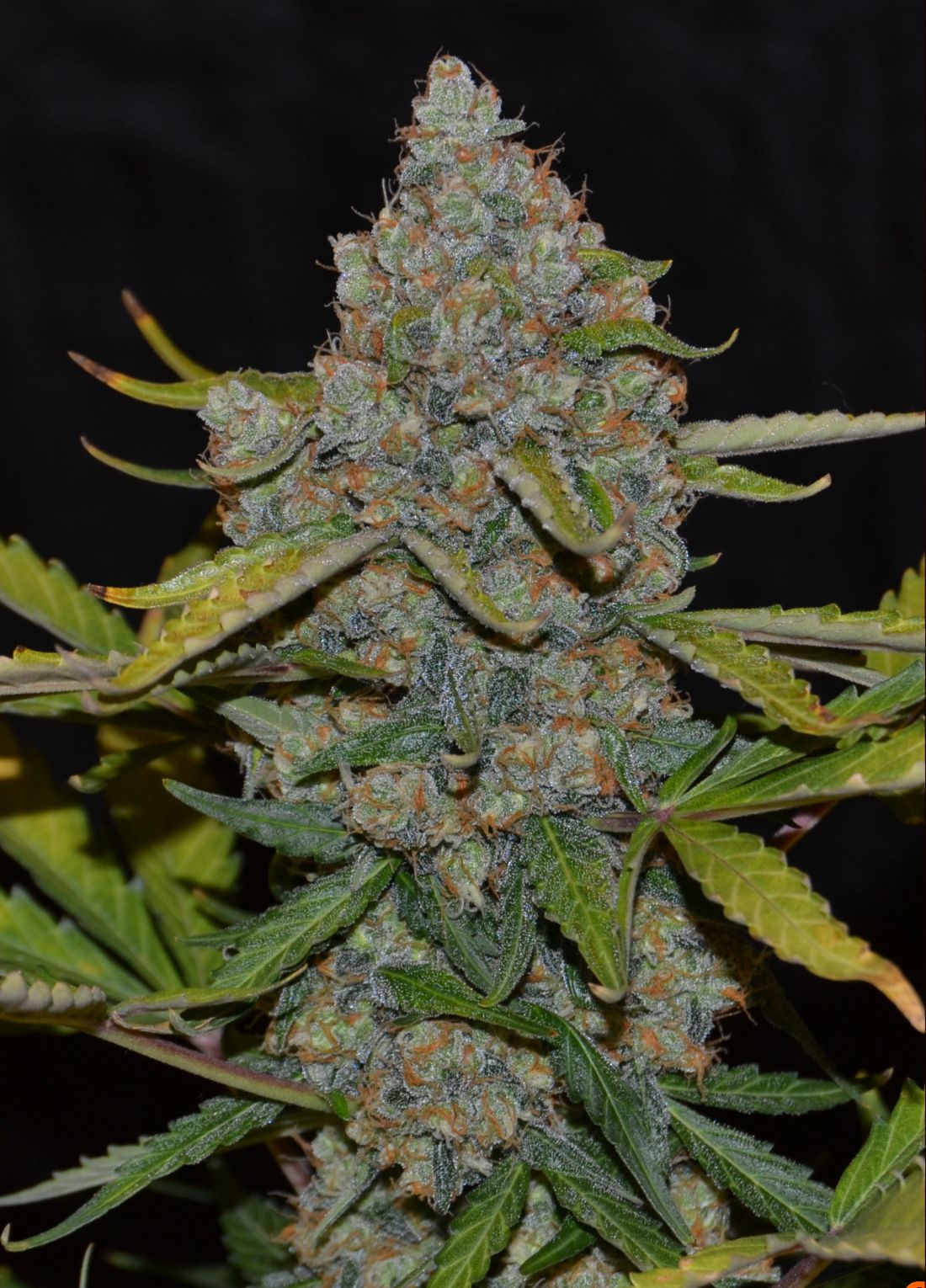 AUTO CBG - 5 UNIDADES FEMINIZADAS - CANNABIOGEN - SEMILLAS