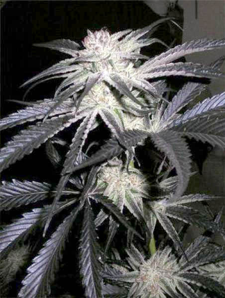 PEYOTE PURPLE - 5 UNIDADES REGULARES - CANNABIOGEN - SEMILLAS