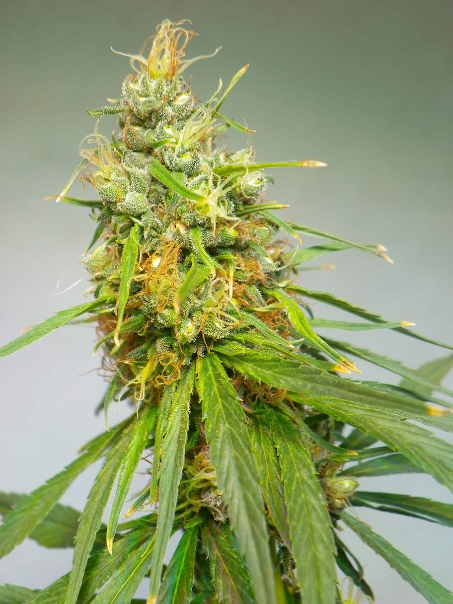 DURBAN - 10 UNIDADES REGULARES - CANNABIOGEN - SEMILLAS