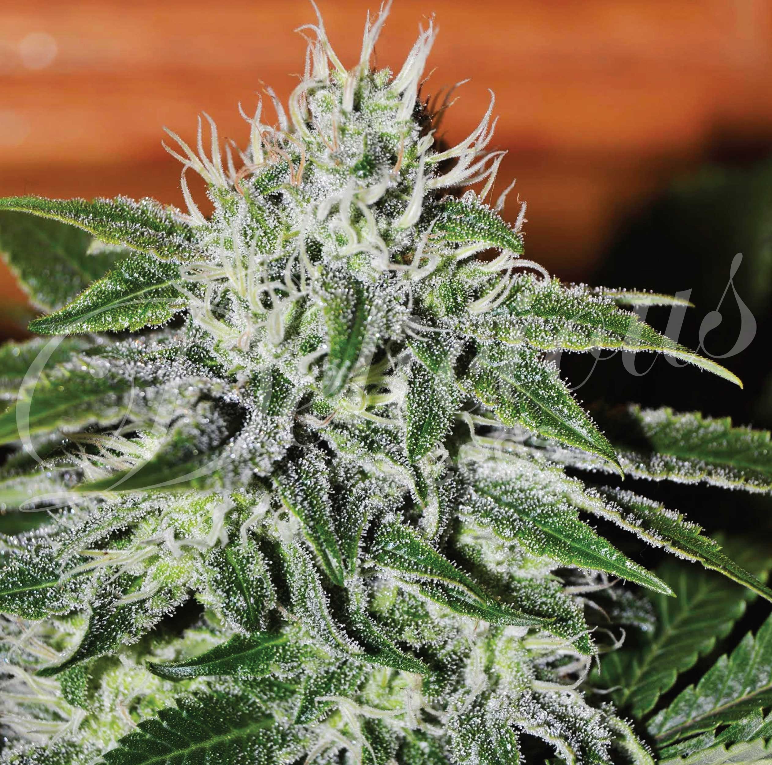 CRITICAL JACK HERER (SATIVA LINE) - 1 UNIDAD FEMINIZADA - DELICIOUS SEEDS - SEMILLAS
