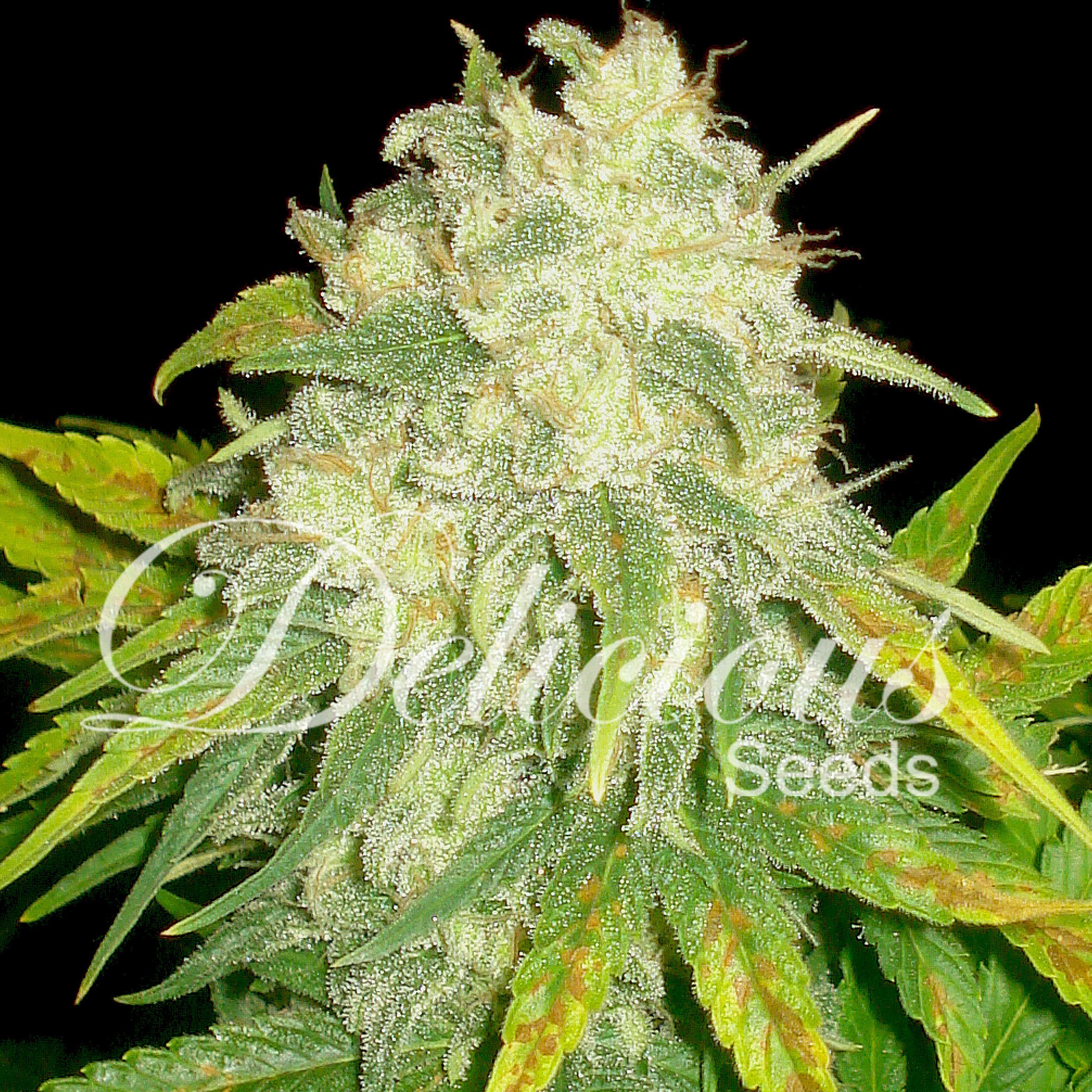 IL DIAVOLO (AUTOMATIC LINE) - 1 UNIDAD FEMINIZADA - DELICIOUS SEEDS - SEMILLAS
