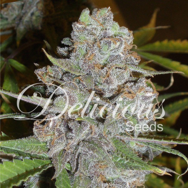 LA DIVA (AUTOMATIC LINE) - 1 UNIDAD FEMINIZADA - DELICIOUS SEEDS - SEMILLAS