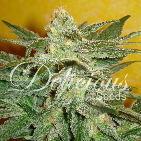 LA FRUTTA DI VENUS (AUTOMATIC LINE) - 1 UNIDAD FEMINIZADA - DELICIOUS SEEDS - SEMILLAS