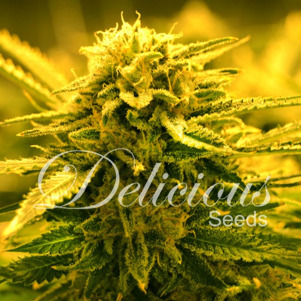 SUGAR BLACK ROSE AUTO (AUTOMATIC LINE) - 1 UNIDAD FEMINIZADA - DELICIOUS SEEDS - SEMILLAS