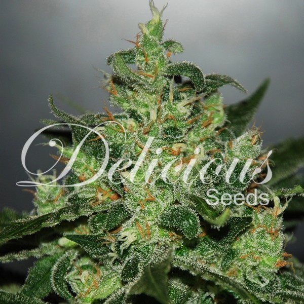 CRITICAL X JACK HERER (AUTOMATIC LINE) - 1 UNIDAD FEMINIZADA - DELICIOUS SEEDS - SEMILLAS