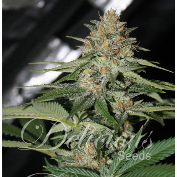 CHEESE CANDY (INDICA LINE) - 1 UNIDAD FEMINIZADA - DELICIOUS SEEDS - SEMILLAS