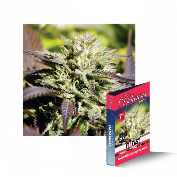 CARAMELO F1 (F1 FAST VERSION) - 1 UNIDAD FEMINIZADA - DELICIOUS SEEDS - SEMILLAS