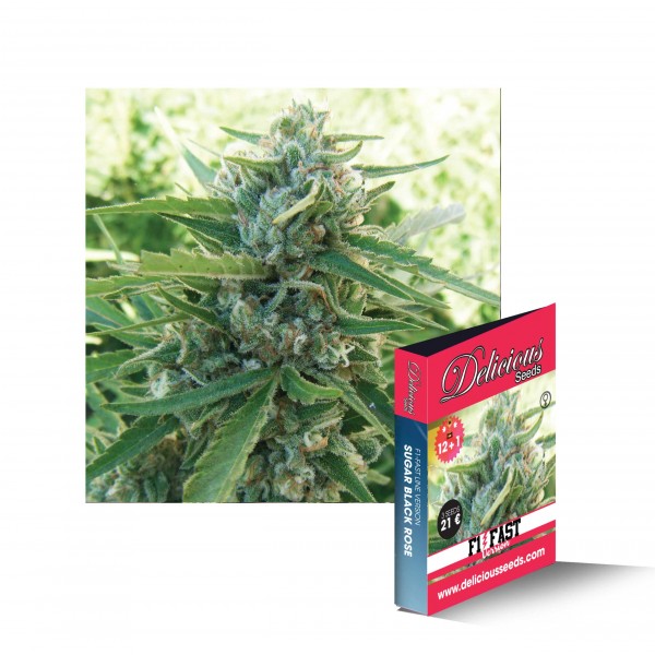 SUGAR BLACK ROSE F1 (F1 FAST VERSION) - 1 UNIDAD FEMINIZADA - DELICIOUS SEEDS - SEMILLAS
