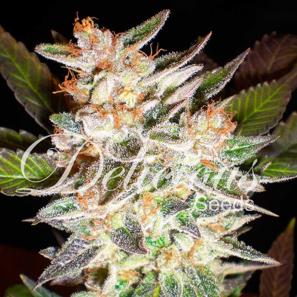 DELICIOUS CANDY AUTO (AUTOMATIC LINE) - 1 UNIDAD FEMINIZADA - DELICIOUS SEEDS - SEMILLAS