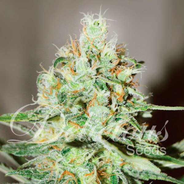 JÄGG KUSH (SATIVA LINE) - 1 UNIDAD FEMINIZADA - DELICIOUS SEEDS - SEMILLAS