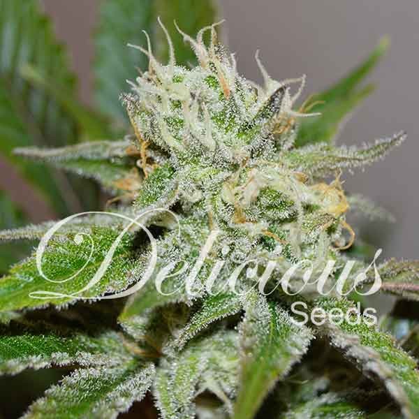 ORIGINAL JUAN HERER (SATIVA LINE) - 1 UNIDAD FEMINIZADA - DELICIOUS SEEDS - SEMILLAS