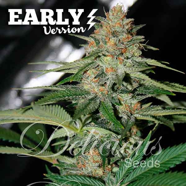 DELICIOUS CANDY F1 (F1 FAST VERSION) - 1 UNIDAD FEMINIZADA - DELICIOUS SEEDS - SEMILLAS