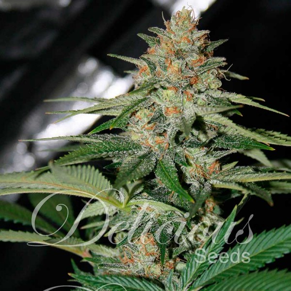 DELICIOUS CANDY (INDICA LINE) - 3 UNIDADES FEMINIZADAS - DELICIOUS SEEDS - SEMILLAS