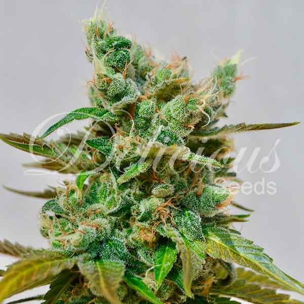 HONEY BELLS (CBD FAMILY) - 3 UNIDADES FEMINIZADAS - DELICIOUS SEEDS - SEMILLAS