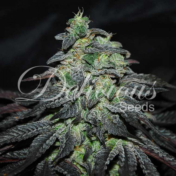 GOLOSA (INDICA LINE) - 3 UNIDADES FEMINIZADAS - DELICIOUS SEEDS - SEMILLAS