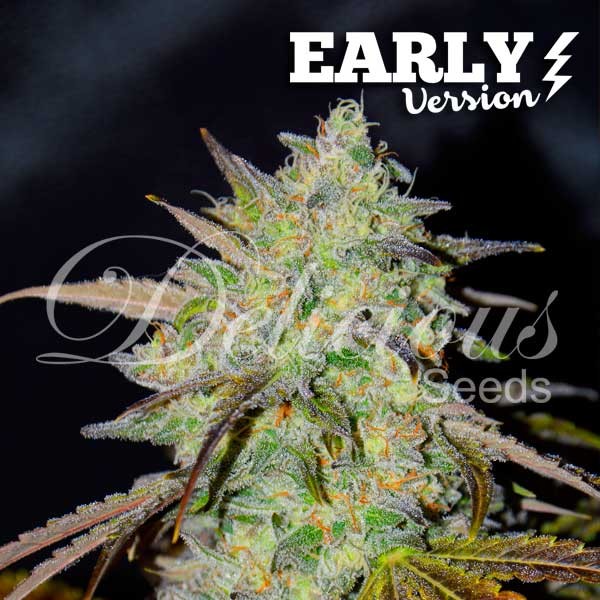 MARMALATE F1 (F1 FAST VERSION) - 5 UNIDADES FEMINIZADAS - DELICIOUS SEEDS - SEMILLAS