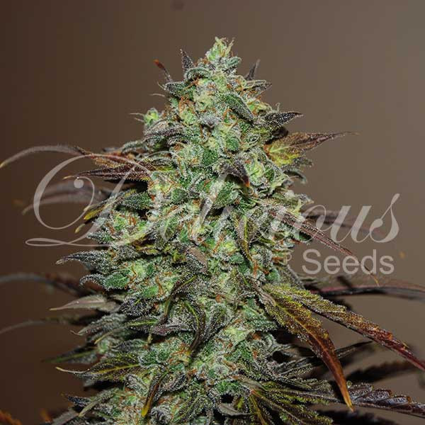 ELEVEN ROSES (INDICA LINE) - 5 UNIDADES FEMINIZADAS - DELICIOUS SEEDS - SEMILLAS