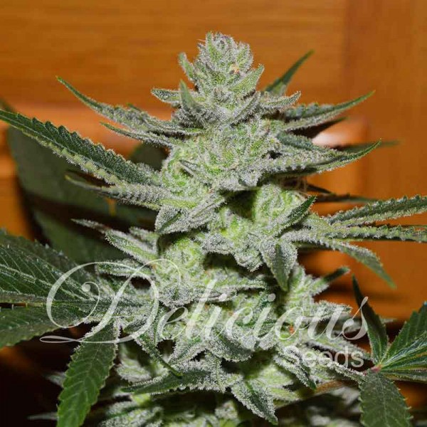 DESCONOCIDA KUSH (REGULARES) - 7 UNIDADES REGULARES - DELICIOUS SEEDS - SEMILLAS