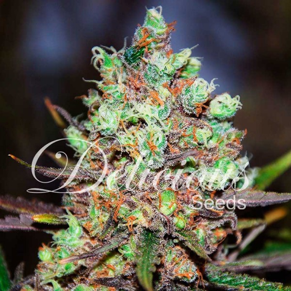 COTTON CANDY (SATIVA LINE) - 10 UNIDADES FEMINIZADAS - DELICIOUS SEEDS - SEMILLAS