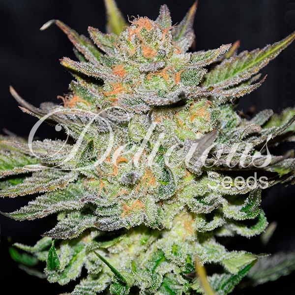 AUTO BLUE ACE CBD (CBD FAMILY) - 10 UNIDADES FEMINIZADAS - DELICIOUS SEEDS - SEMILLAS