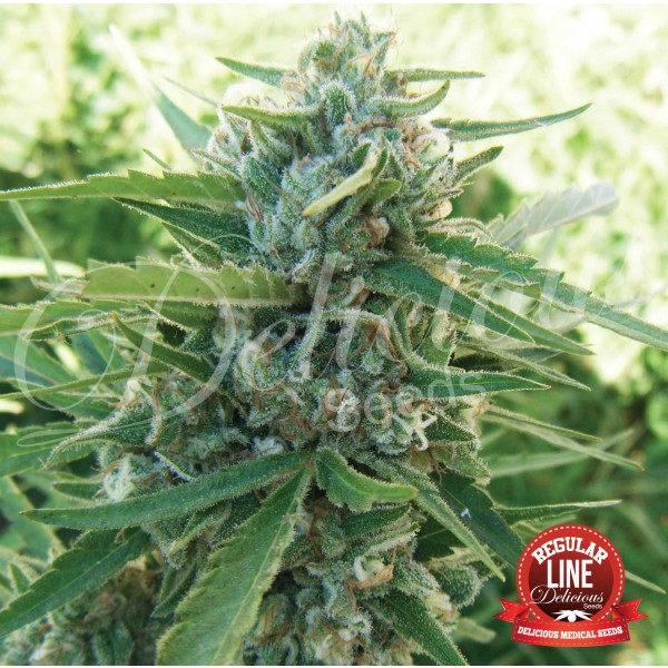 SUGAR BLACK ROSE (REGULARES) - 15 UNIDADES REGULARES - DELICIOUS SEEDS - SEMILLAS