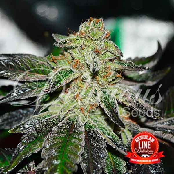 ORIGINAL JUAN HERER (REGULARES) - 15 UNIDADES REGULARES - DELICIOUS SEEDS - SEMILLAS