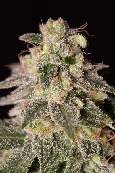 SHARK SHOCK CBD - 1 UNIDAD FEMINIZADA - DINAFEM - SEMILLAS