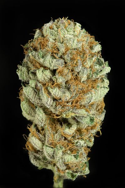BLUE KUSH - 1 UNIDAD FEMINIZADA - DINAFEM - SEMILLAS