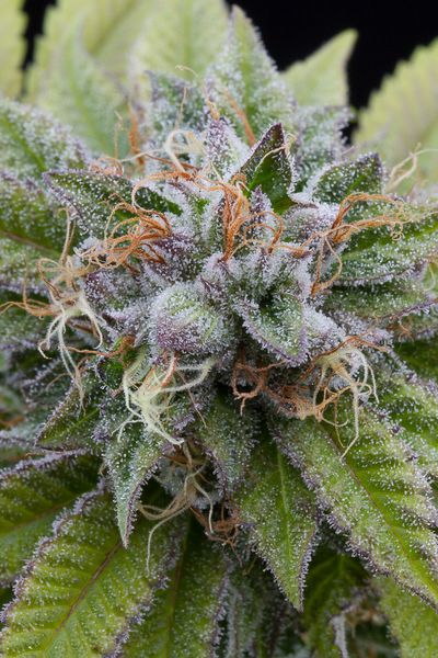 BUBBA KUSH - 1 UNIDAD FEMINIZADA - DINAFEM - SEMILLAS