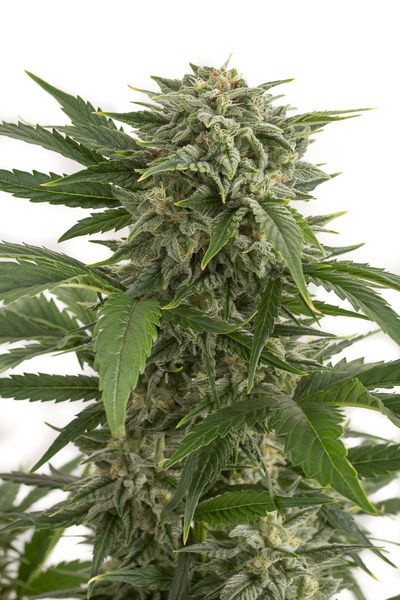 BUBBA KUSH AUTO - 1 UNIDAD FEMINIZADA - DINAFEM - SEMILLAS