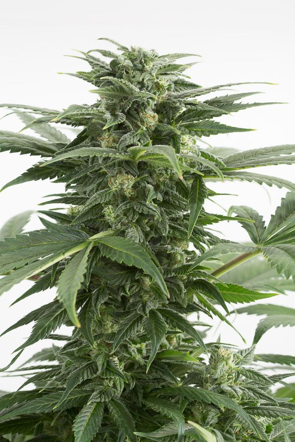 HAZE XXL AUTO - 1 UNIDAD FEMINIZADA - DINAFEM - SEMILLAS