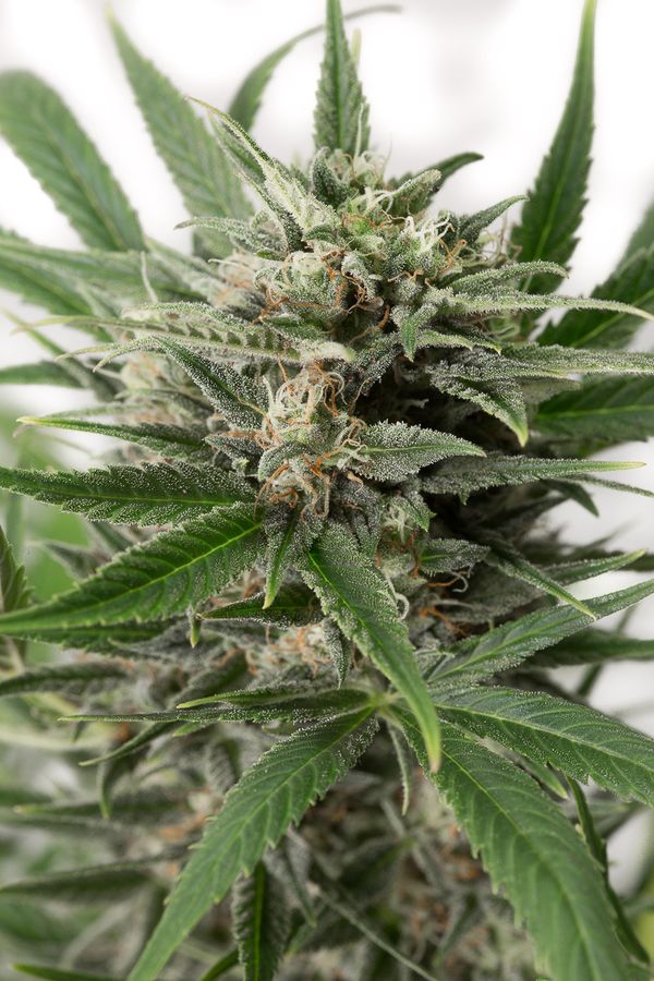 BLUE AMNESIA XXL AUTO - 1 UNIDAD FEMINIZADA - DINAFEM - SEMILLAS