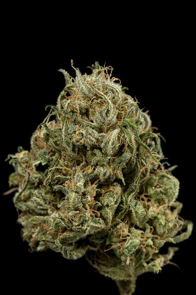 CHEESE XXL AUTO - 1 UNIDAD FEMINIZADA - DINAFEM - SEMILLAS