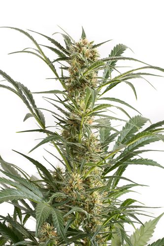 3 UND FEM -AMNESIA XXL AUTO - - DINAFEM - SEMILLAS