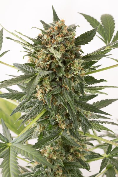 KUSH&CHEESE AUTO - 3 UNIDADES FEMINIZADAS - DINAFEM - SEMILLAS