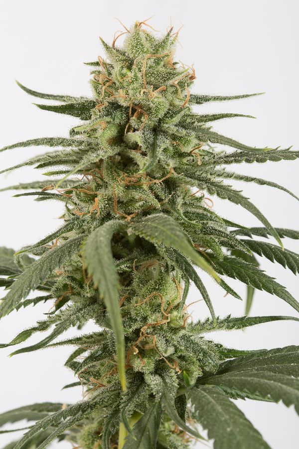 AMNESIA CBD - 3 UNIDADES FEMINIZADAS - DINAFEM - SEMILLAS