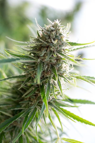 CRITICAL MASS CBD - 5 UNIDADES FEMINIZADAS - DINAFEM - SEMILLAS