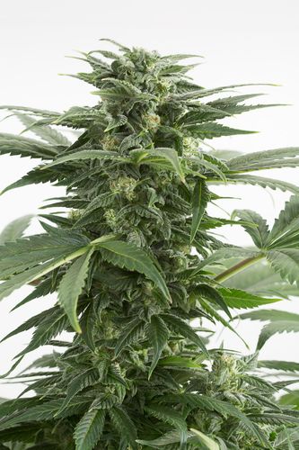 5 UND FEM -HAZE XXL AUTO - - DINAFEM - SEMILLAS