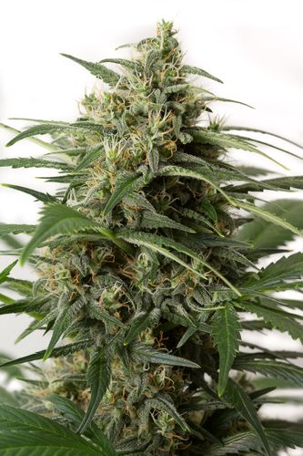 5 UND FEM - MOBY DICK XXL AUTO - - DINAFEM - SEMILLAS
