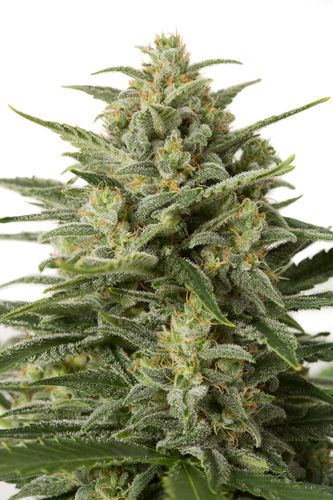 5 UND FEM - WHITE WIDOW XXL AUTO - - DINAFEM - SEMILLAS