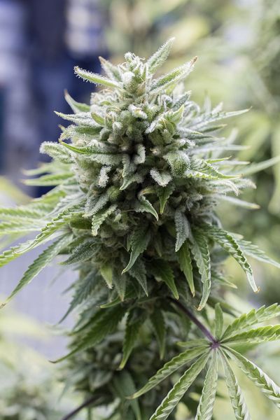 OG KUSH AUTO - 5 UNIDADES FEMINIZADAS - DINAFEM - SEMILLAS