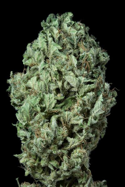 SOUR DIESEL AUTO - 5 UNIDADES FEMINIZADAS - DINAFEM - SEMILLAS